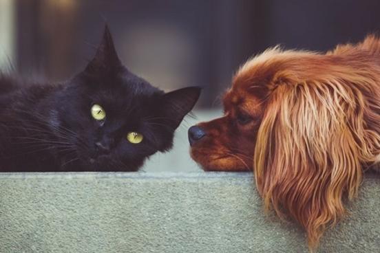 Katze und Hund