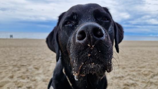 schwarzer Hund am Strand
